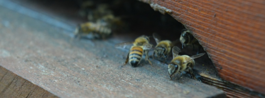 miele zeffiro, propoli, miele campania, miele biologico, polline, api, miele italiano